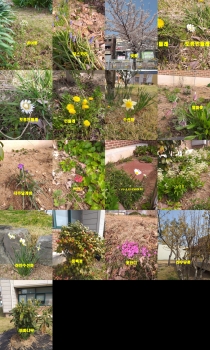 2022년 4월7일 우리학교에 피어있는 꽃들.jpg