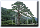 교목 소나무 이미지