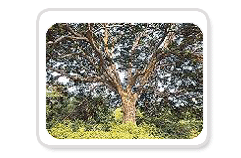 교목 느티나무 사진