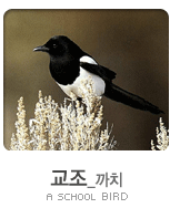 교조_까치사진 A SCHOOL BIRD