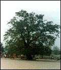 느티나무 사진