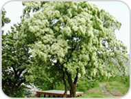 이팝나무 사진