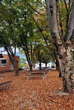 221019_가을그리고학교숲.jpg