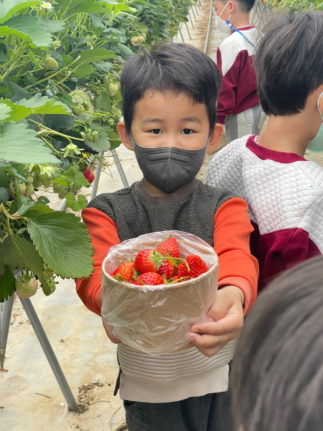 딸기수확 (11)