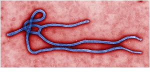 에볼라 바이러스.png